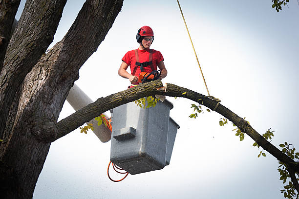 Best Tree Trimming and Pruning  in Dovesville, SC